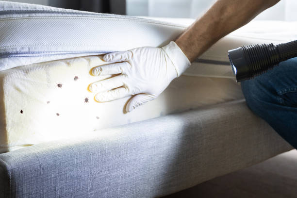 Best Exterminator Services  in Mlstadt, IL