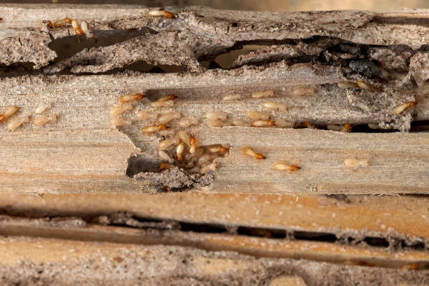 Wasp Removal Services in Millstadt, IL